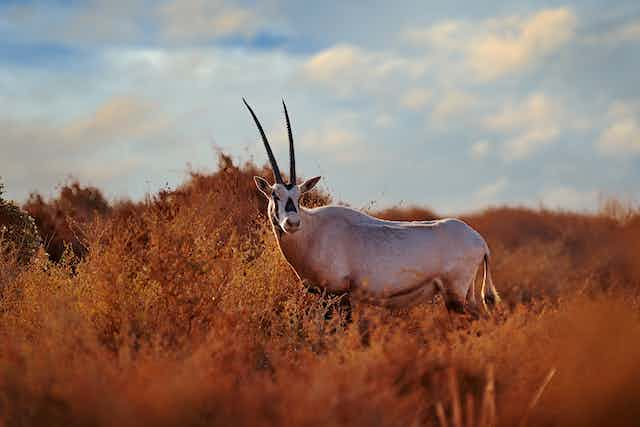 Even temporarily overshooting 2°C would cause permanent damage to Earth’s species