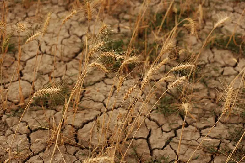 Cereal crops and other commodities including olives and tomatoes hit by Europe’s heatwave