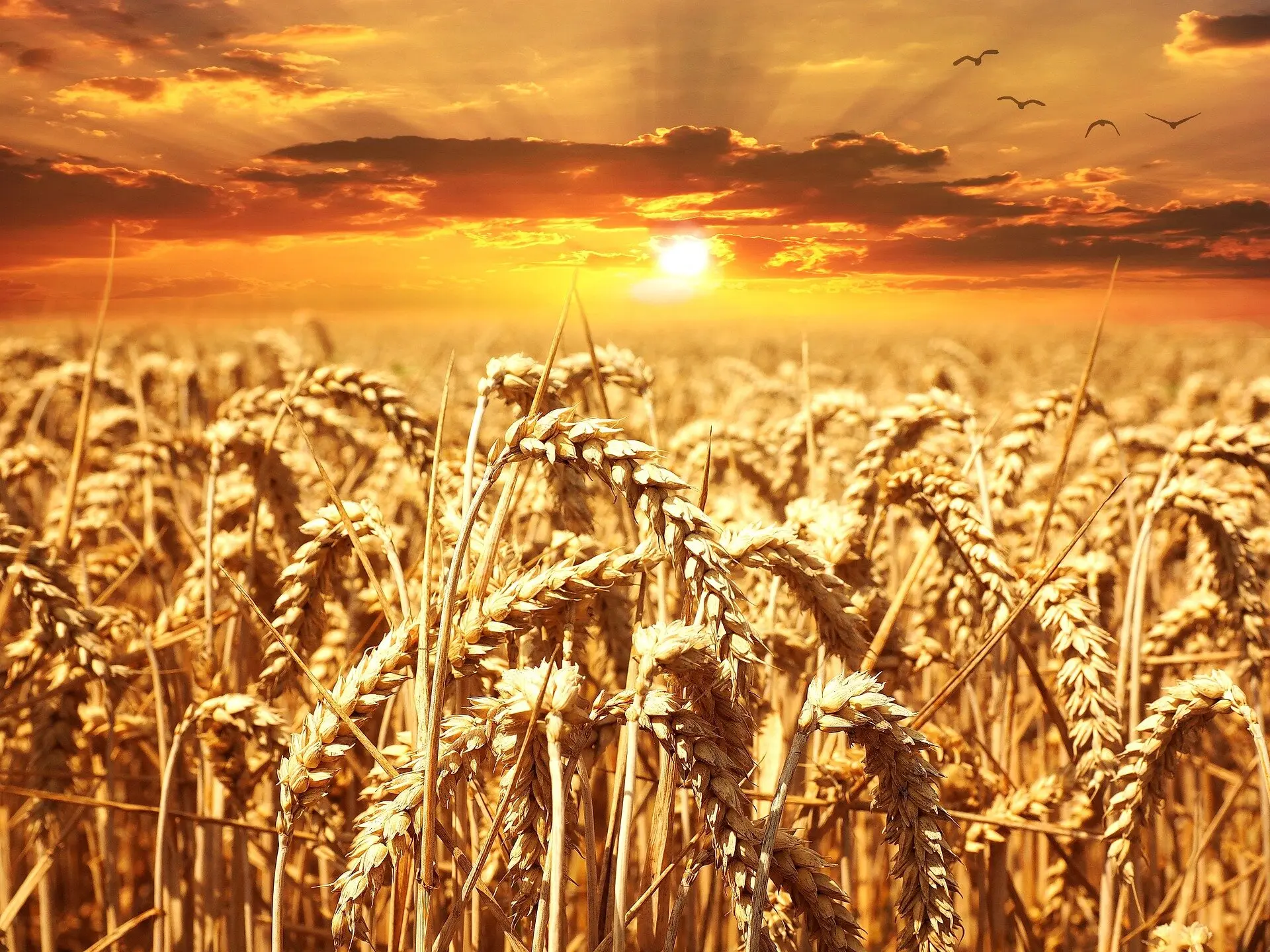 New research suggests wheat crops may be threatened by unprecedented heat and drought